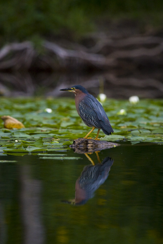 Green Heron